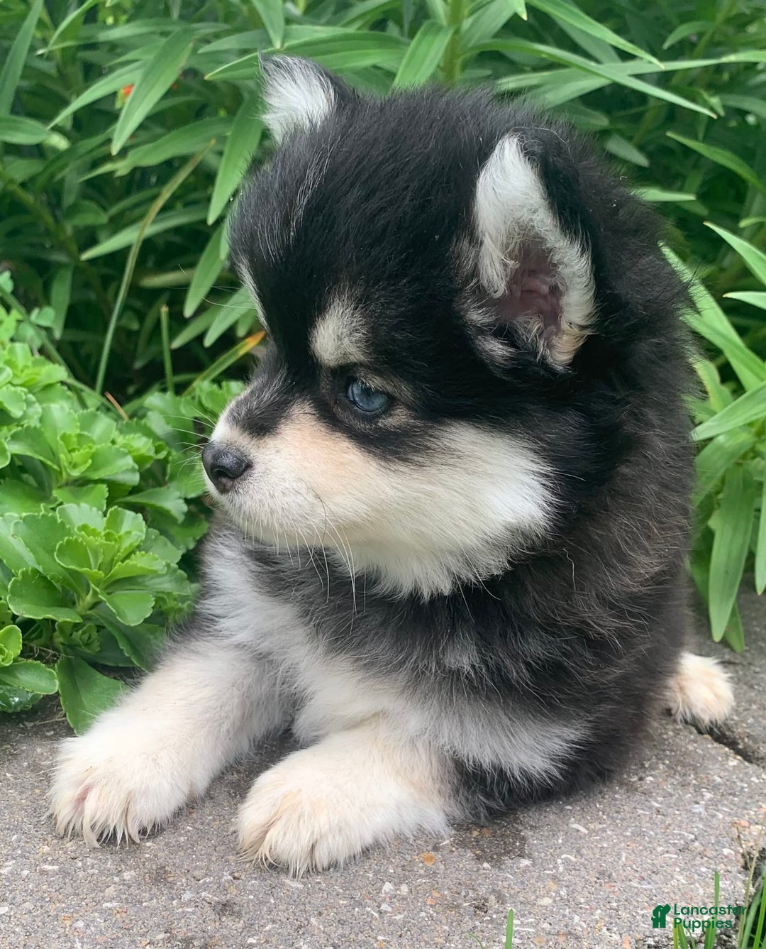 Alaskan Klee Kai dogs for sale: Kai  Toy Boy - Image 4