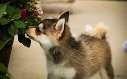 Pomsky dogs for sale: Fira - Image 17