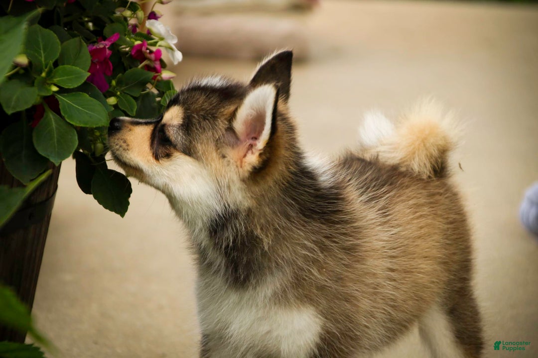 Pomsky dogs for sale: Fira - Image 17