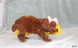 Miniature Poodle dogs for sale: Violet - Image 1