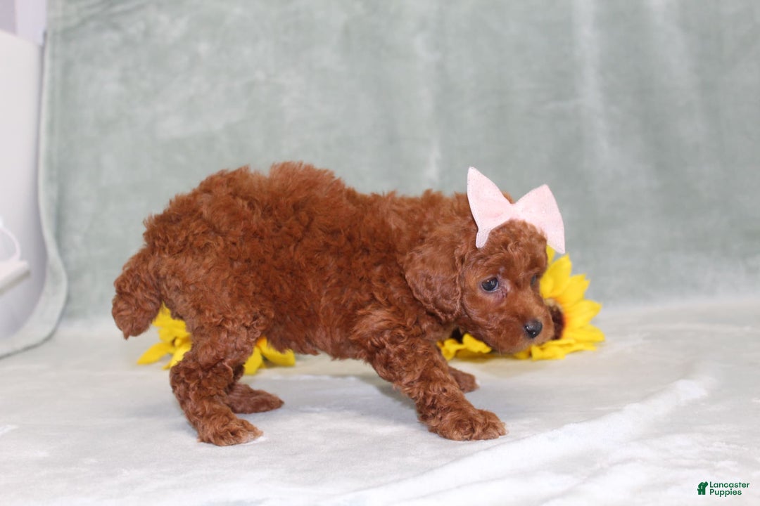 Miniature Poodle dogs for sale: Violet - Image 1
