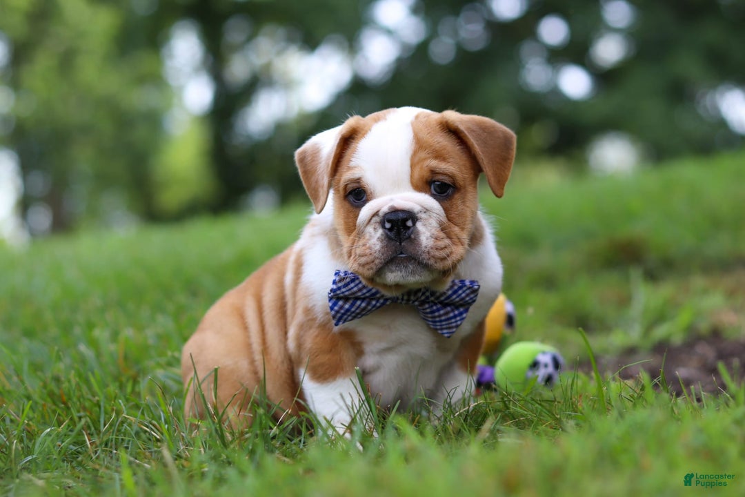 Beabull dogs for sale: Odell - Image 2
