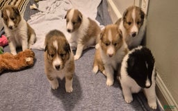Shetland Sheepdog dogs for sale: A - Image 1