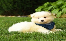 Samoyed dogs for sale: Lake - Image 3