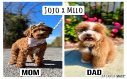 Mini Goldendoodle dogs for sale: Petite Belle - Image 21