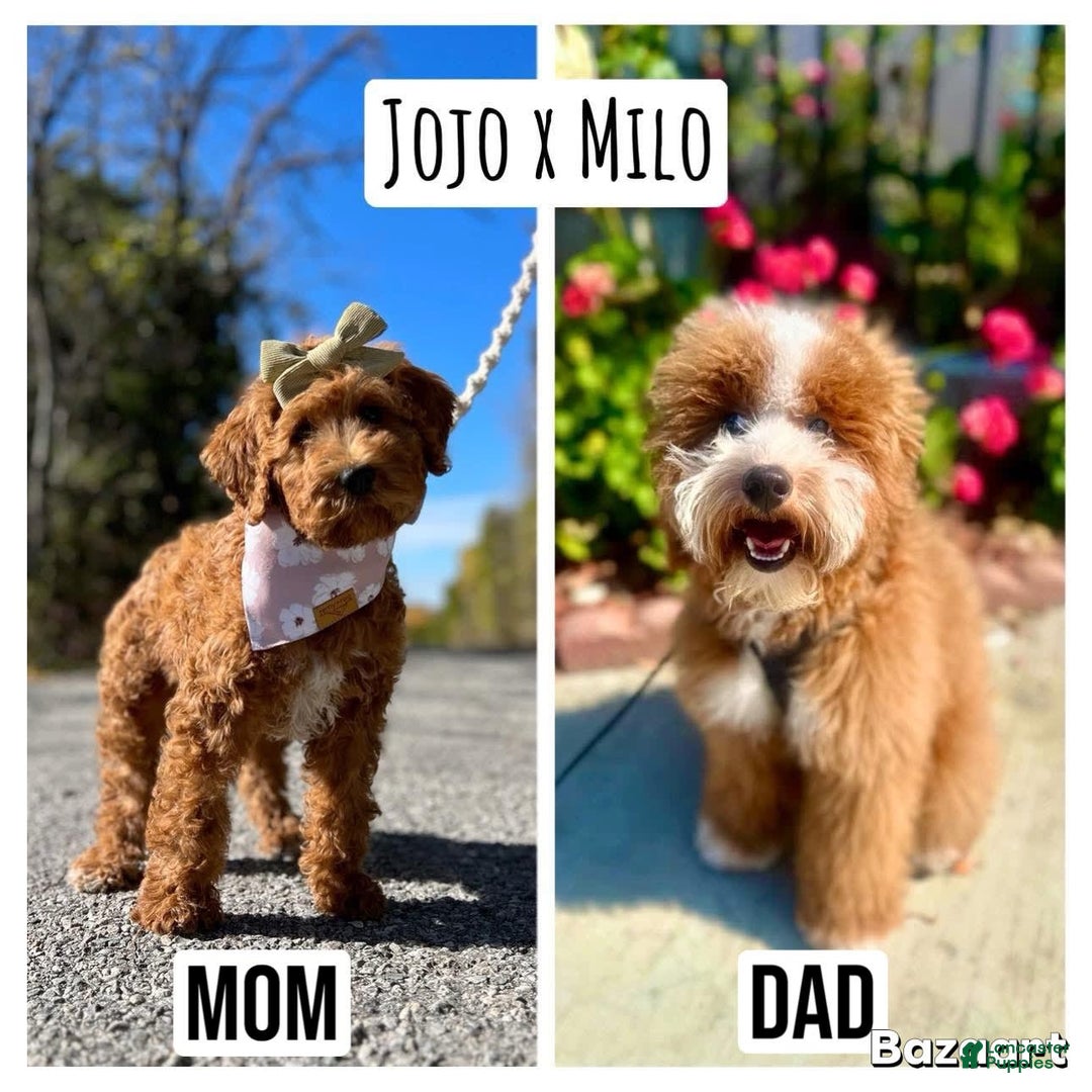 Mini Goldendoodle dogs for sale: Petite Belle - Image 21
