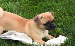Jug dogs for sale: Jazmin - Image 4
