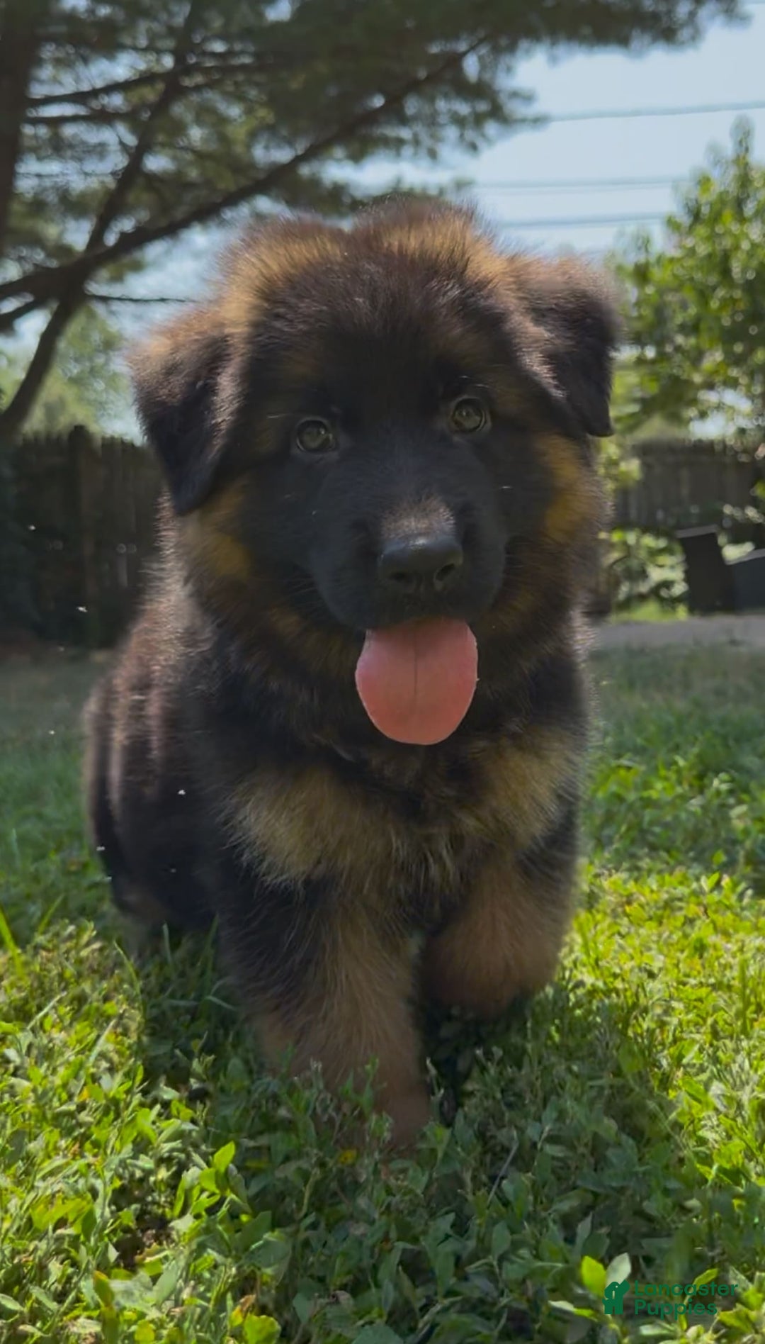 German Shepherd dogs for sale: Diesel - Image 4
