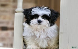 Shihpoo dogs for sale: Bingo - Image 13