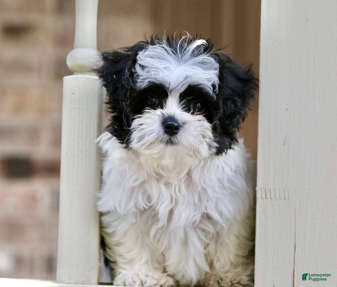 Shihpoo dogs for sale: Bingo - Image 13