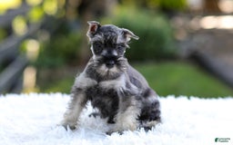 Miniature Schnauzer dogs for sale: Asher - Image 1