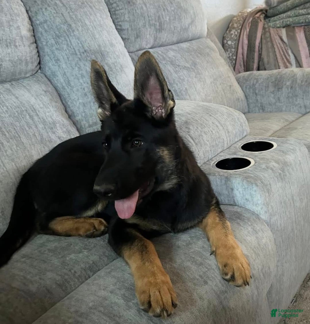 German Shepherd dogs for sale: New Litter Coming I Enclosed Pictures Of Puppies From Our First Litter - Image 5