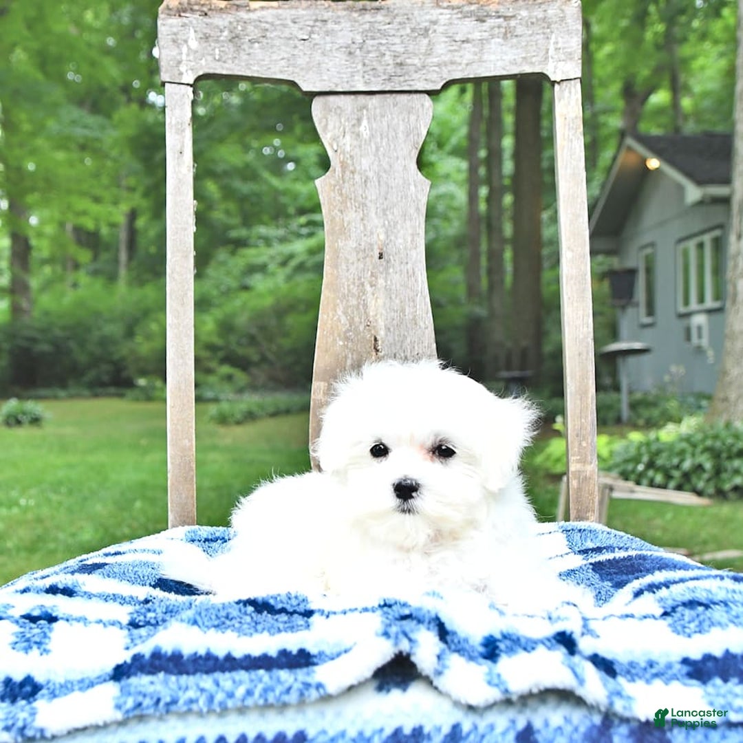 Maltese dogs for sale: Kash - Image 4