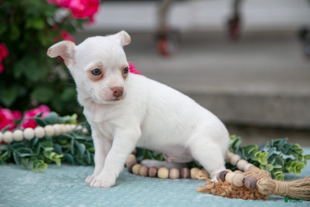 Chihuahua dogs for sale: Latte - Image 2