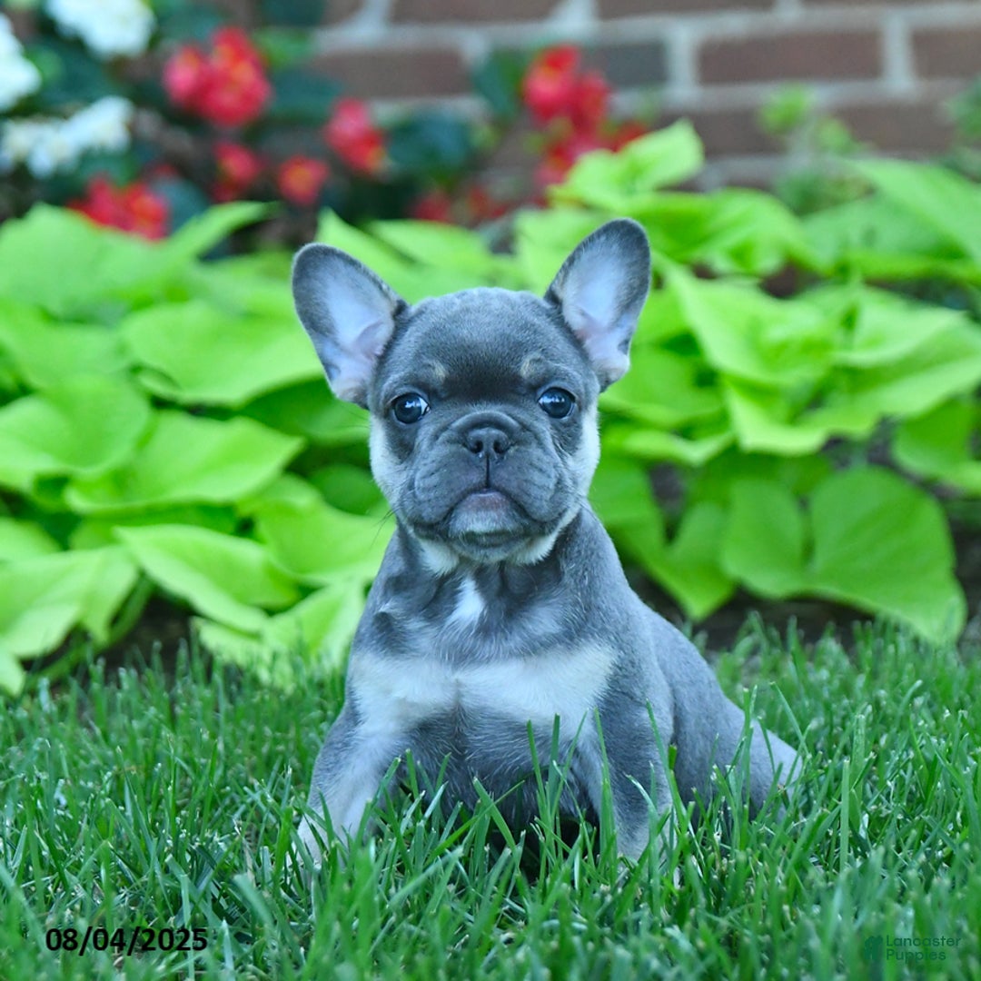 French Bulldog dogs for sale: Faith - Image 4