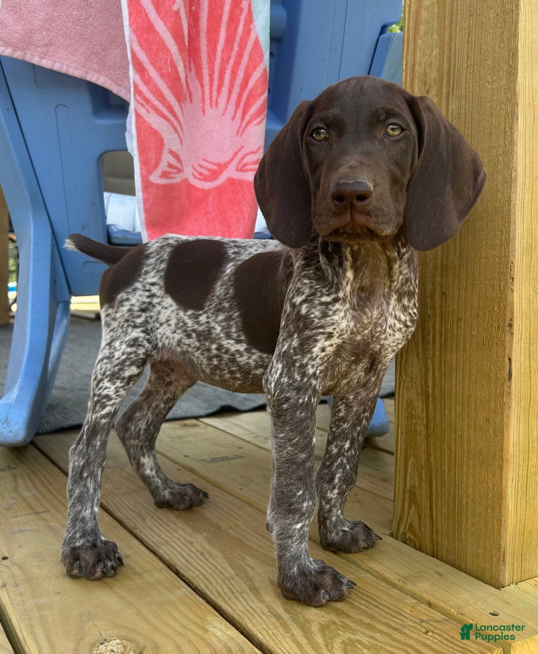 German Shorthaired Pointer dogs for sale: Hunter - Image 1