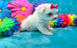 Maltese dogs for sale: AKC pink bow - Image 1