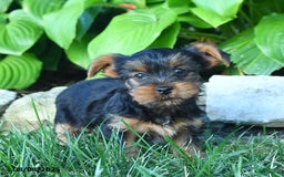 Yorkshire Terrier dogs for sale: Teddy - Image 3