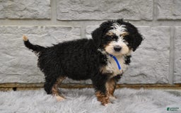 Bernedoodle dogs for sale: Roxy - Image 5
