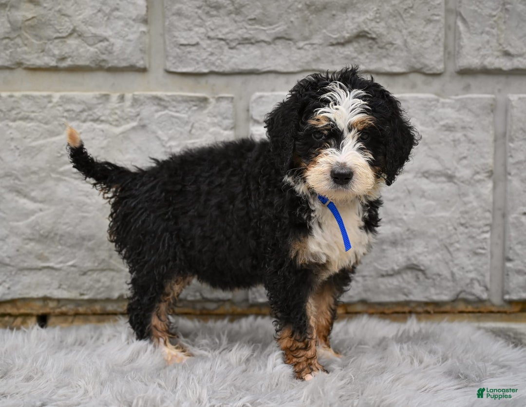 Bernedoodle dogs for sale: Roxy - Image 5