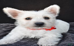 West Highland Terrier dogs for sale: Orla - Image 4