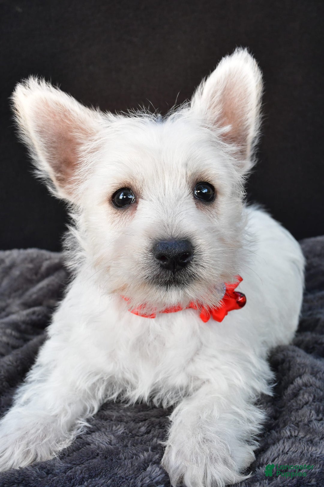 West Highland Terrier dogs for sale: Orla - Image 4