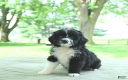 Mini Aussiedoodle dogs for sale: Wade - Image 13