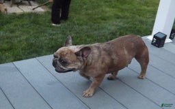 French Bulldog dogs for sale: Buddy - Image 14