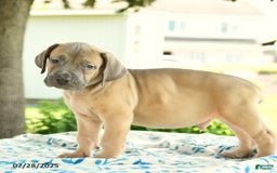 Cane Corso dogs for sale: Hunter - Image 2