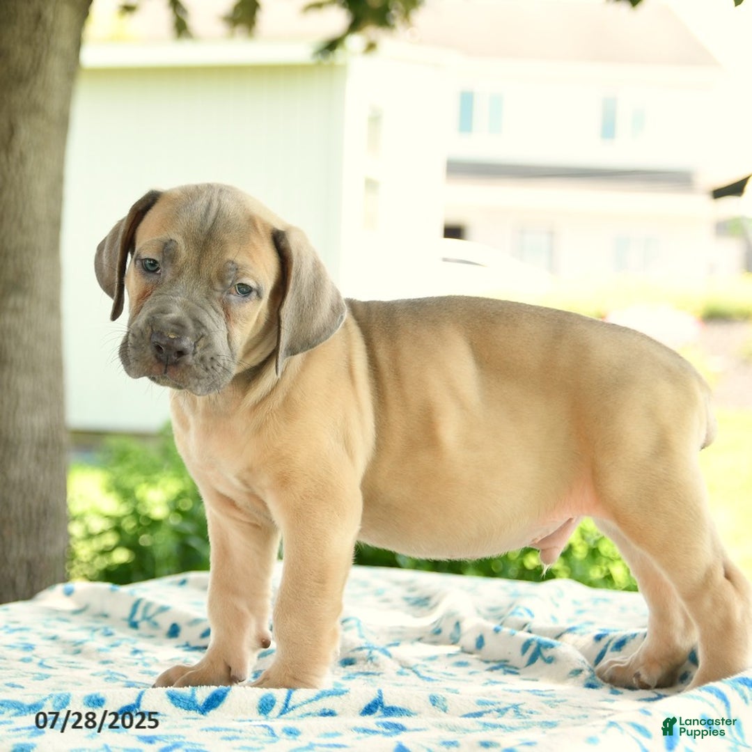 Cane Corso dogs for sale: Hunter - Image 2