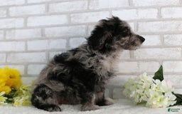 Mini Aussiedoodle dogs for sale: Ralph - Image 2