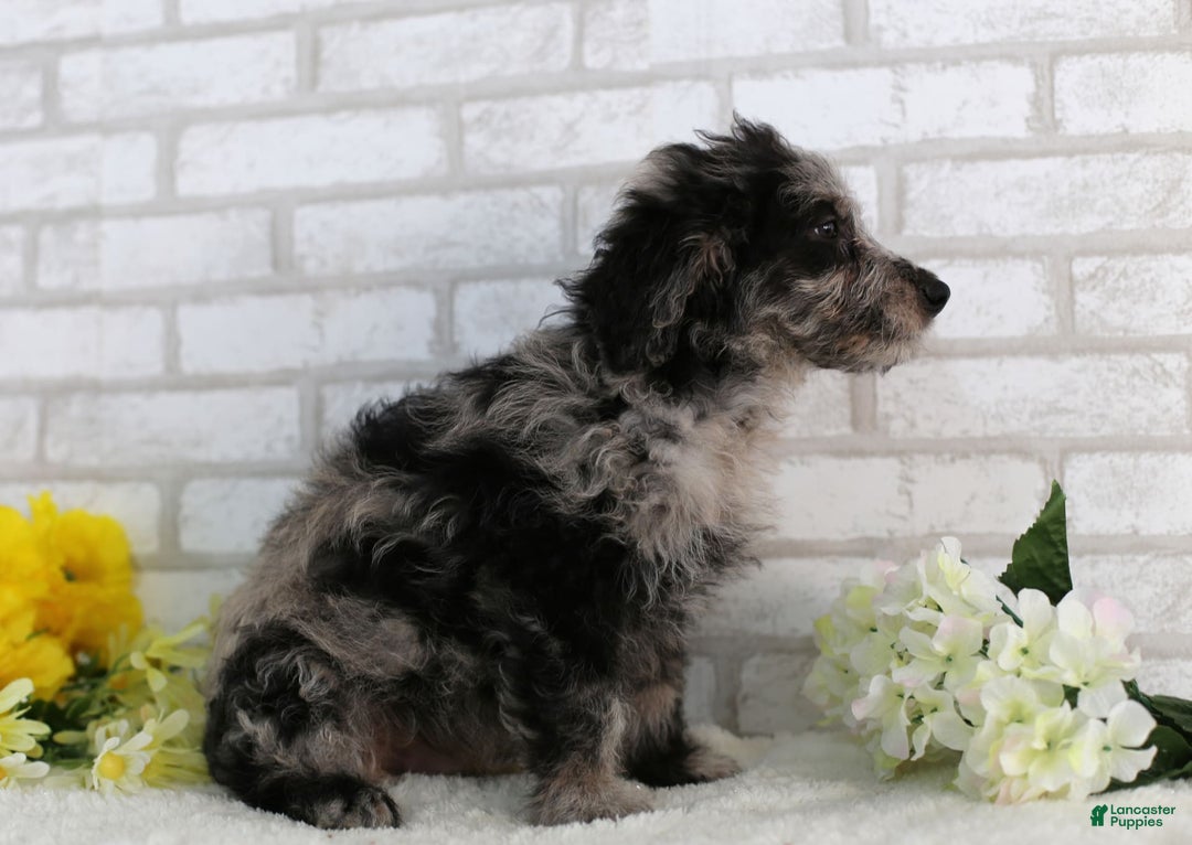 Mini Aussiedoodle dogs for sale: Ralph - Image 2