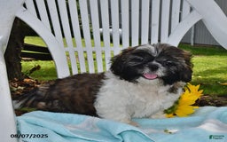 Shih Tzu dogs for sale: Olivia - Image 10