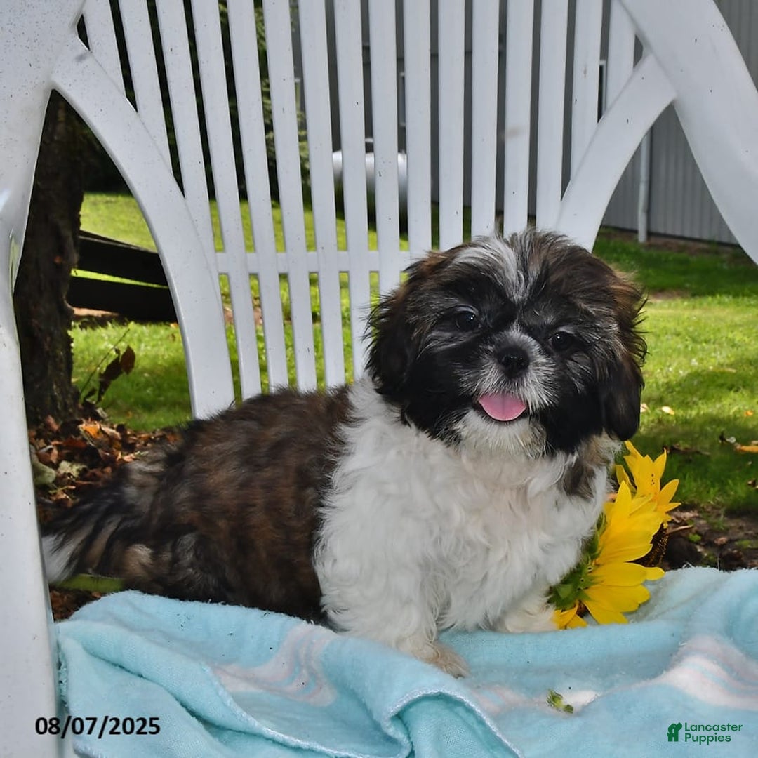 Shih Tzu dogs for sale: Olivia - Image 10