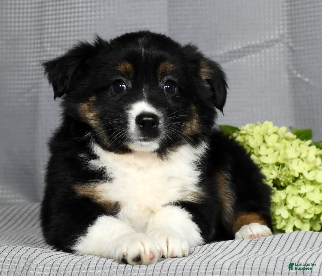 Miniature Australian Shepherd dogs for sale: Amelia - Image 6