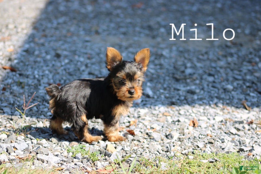 Yorkshire Terrier dogs for sale: Milo - Image 2