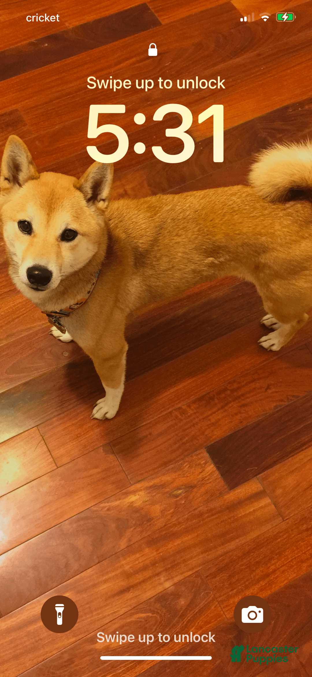 Shiba Inu dogs for sale: Cleo - Image 8