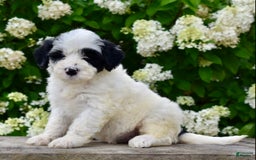 Portuguese Water Dog dogs for sale: Portuguese Water Dog 5 puppies - Image 2