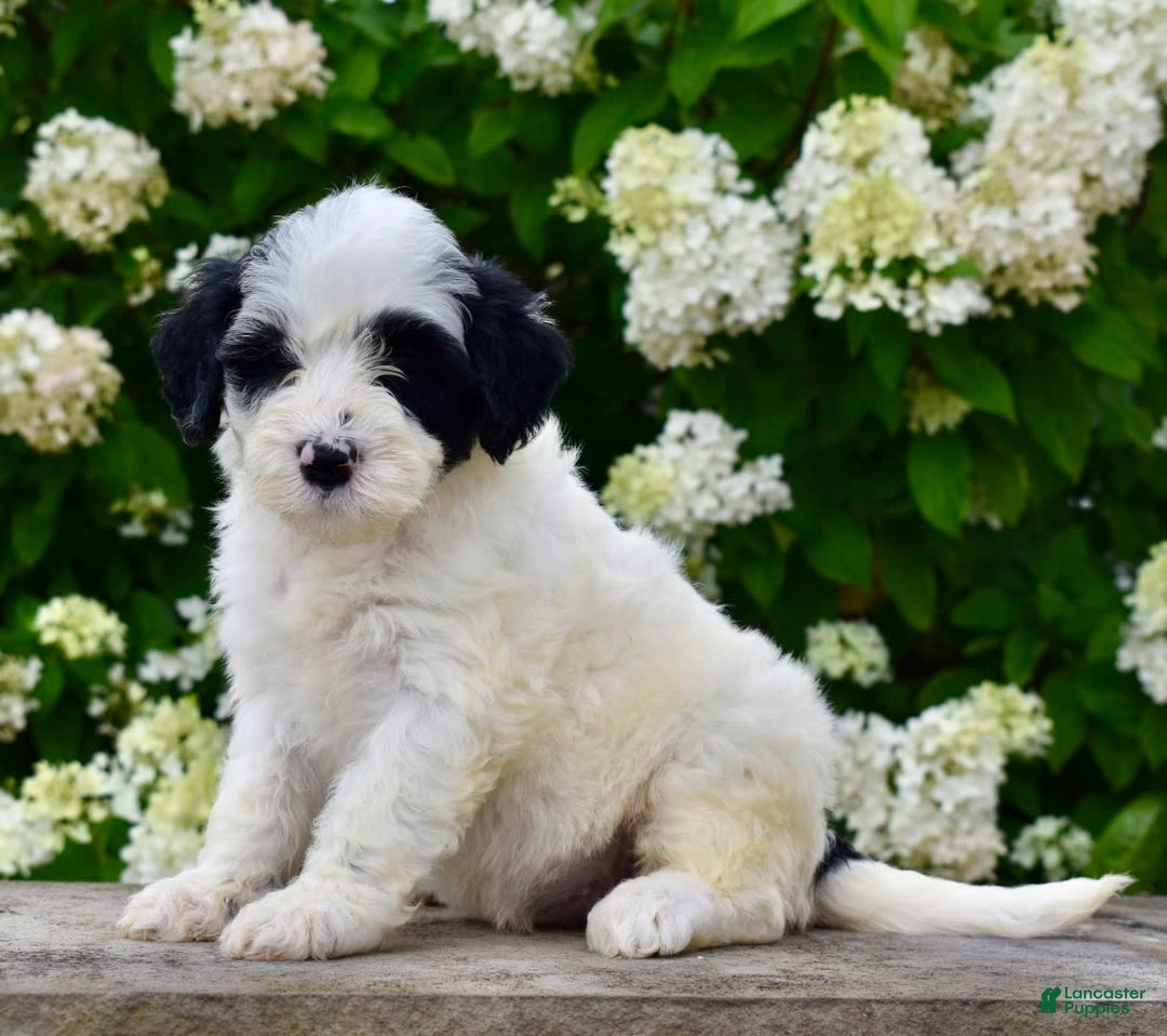Portuguese Water Dog dogs for sale: Portuguese Water Dog 5 puppies - Image 2
