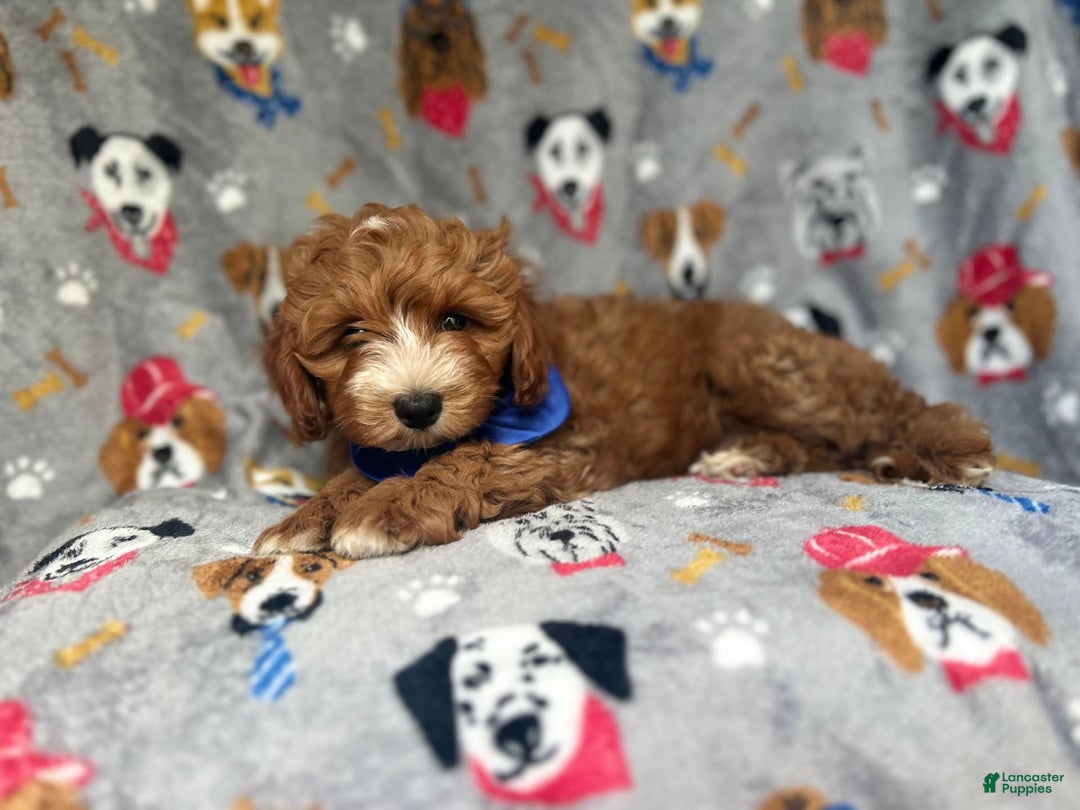 Cavapoo dogs for sale: Plankton - Image 1