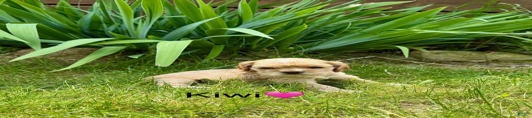 Kiwi