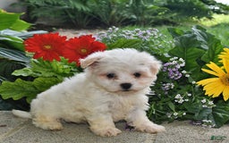 Havanese dogs for sale: Casper - Image 5