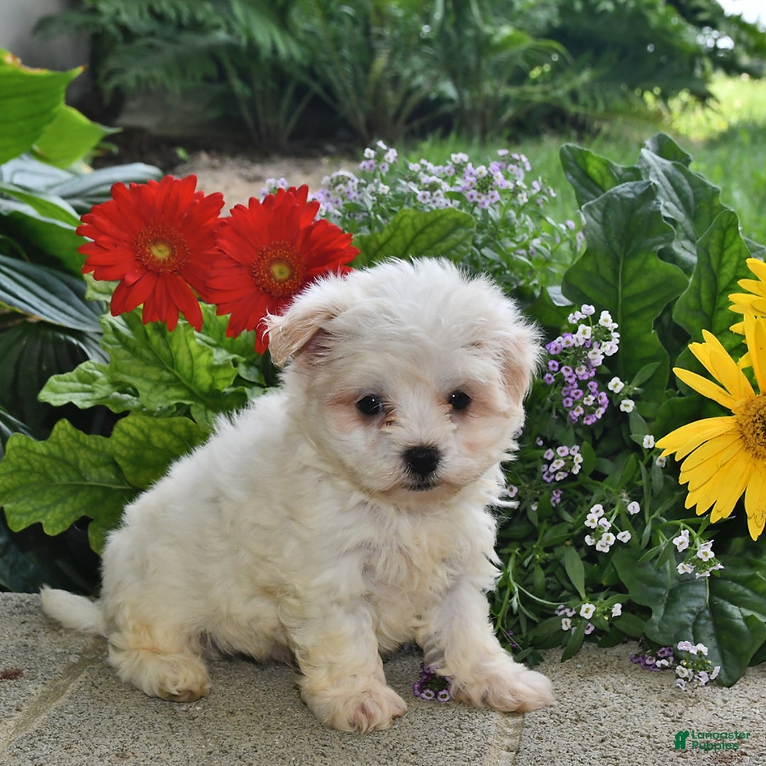 Havanese dogs for sale: Casper - Image 5