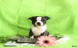 Boston Terrier dogs for sale: Lucky - Image 5