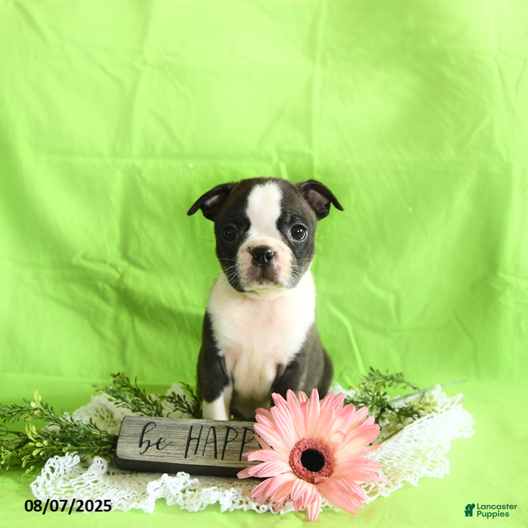 Boston Terrier dogs for sale: Lucky - Image 5