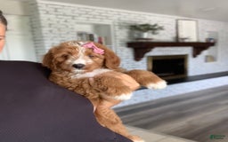 Bernedoodle dogs for sale: Autumn - Image 4