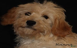 Cavachon dogs for sale: Hanna Female 3 - Image 2