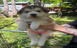 Alaskan Malamute dogs for sale: Maxine Puppies - Image 4