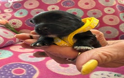 Miniature Schnauzer dogs for sale: Puppy3yellow - Image 1