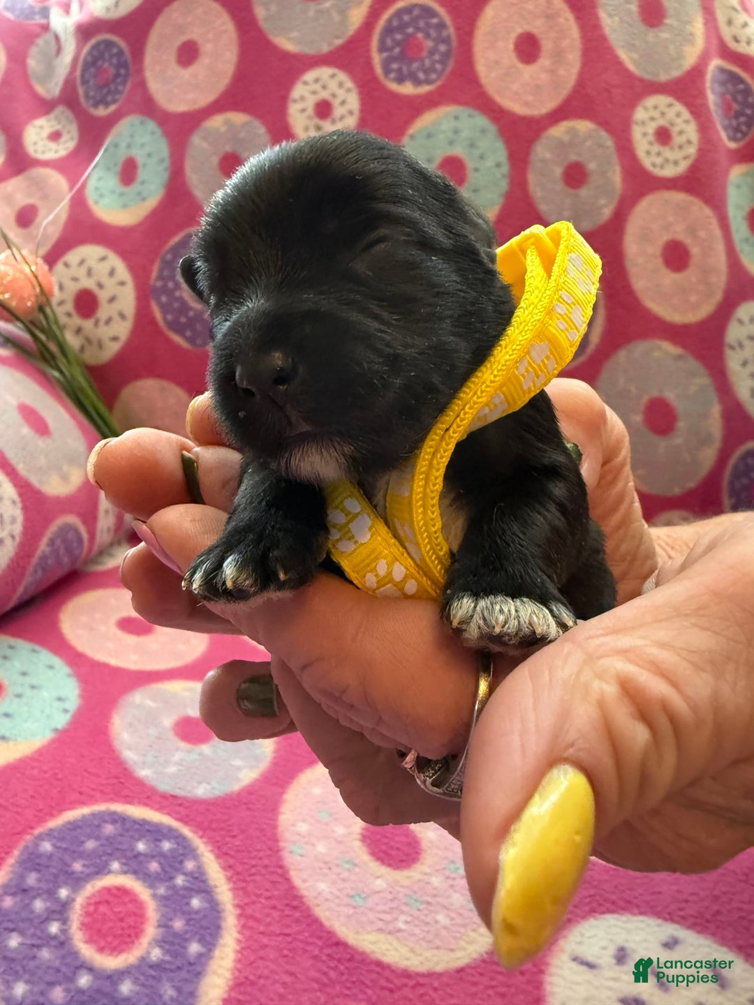 Miniature Schnauzer dogs for sale: Puppy3yellow - Image 1